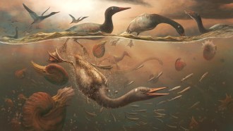 An artist's drawing of Vegavis iaai dishing for fish.