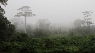 Tai National Park rainforest