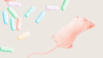 Composite top-down image of a mouse next to multi-colored gel capsules representing probiotic supplements that might support gut bacteria that lowers sugar cravings