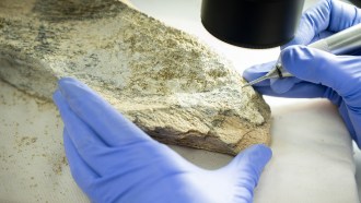 A close-up view of gloved hands examining marks on a roughly-shaped animal bone tool