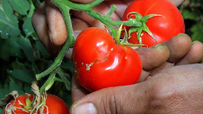 South American tomato pinworm damage on tomato