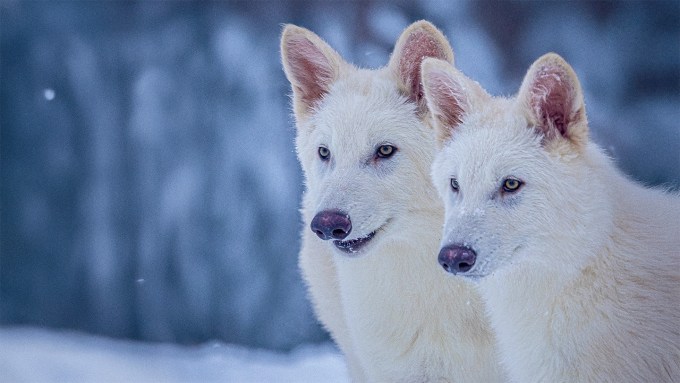 Two white dire wolves stand next to each other in front of a snowy background.