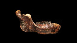 A red-brown lower jaw with a few teeth still attached, purportedly from a Denisovan, is on a black background.