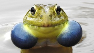 A picture of a male Indian bullfrog with vocal sacs puffed out
