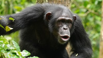 A photo of a wild female chimpanzee