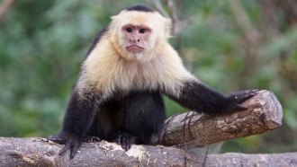 an image of a capuchin monkey