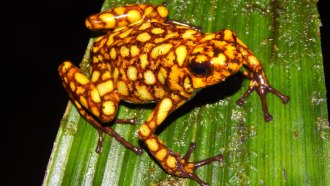 poison dart frog